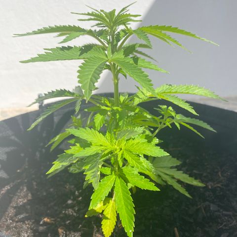Purple queen  growlog timeline photo