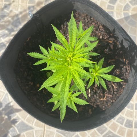 Purple queen  growlog timeline photo