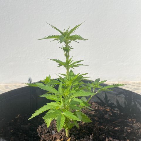 Purple queen  growlog timeline photo
