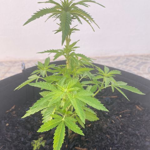 Purple queen  growlog timeline photo