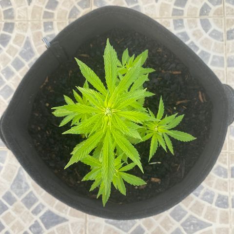 Purple queen  growlog timeline photo