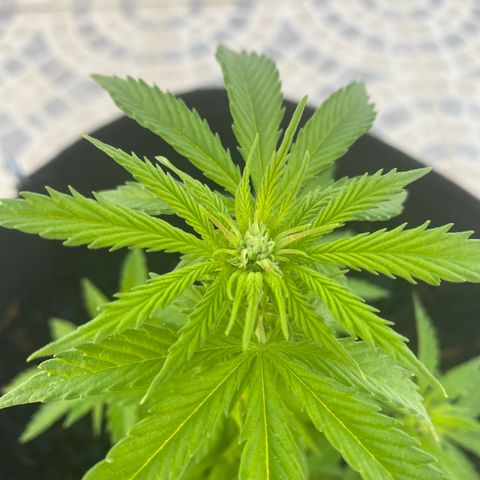 Purple queen  growlog timeline photo