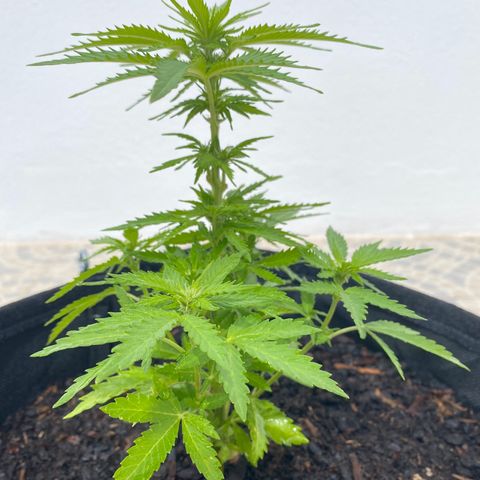 Purple queen  growlog timeline photo