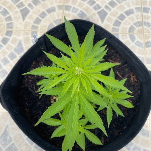 Purple queen  growlog timeline photo