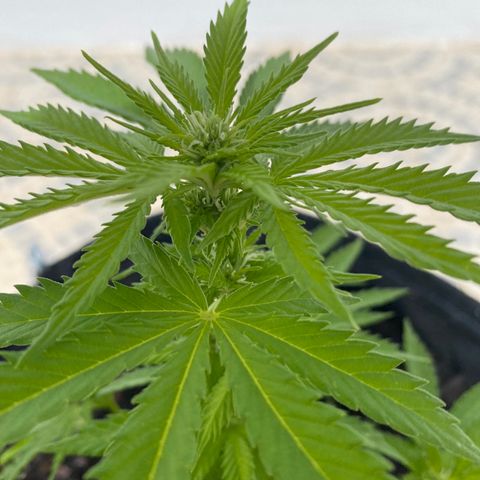 Purple queen  growlog timeline photo