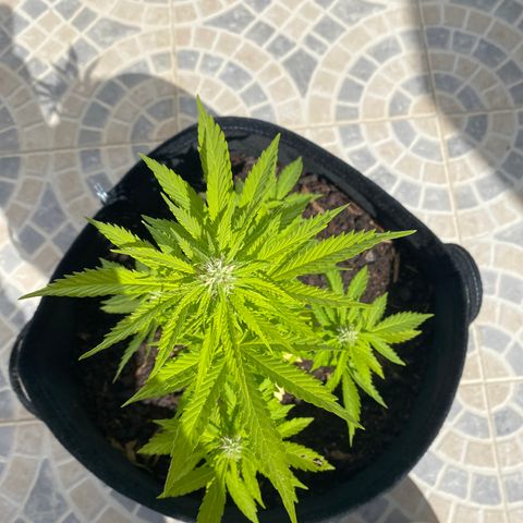 Purple queen  growlog timeline photo