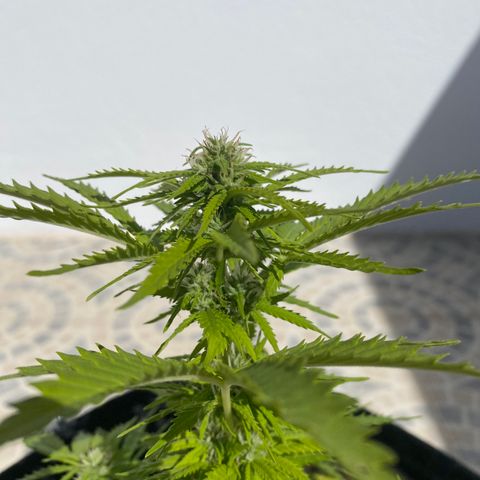 Purple queen  growlog timeline photo