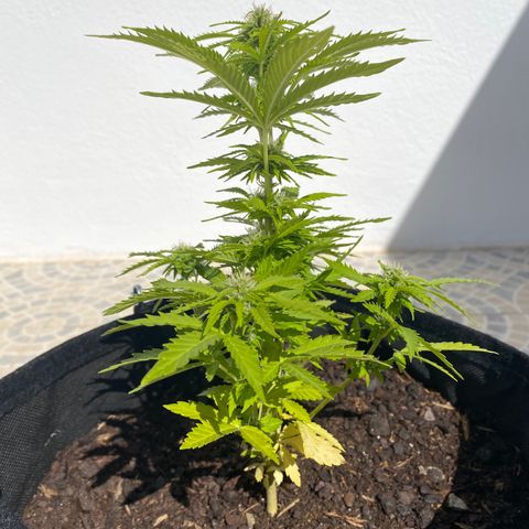 Purple queen  growlog timeline photo
