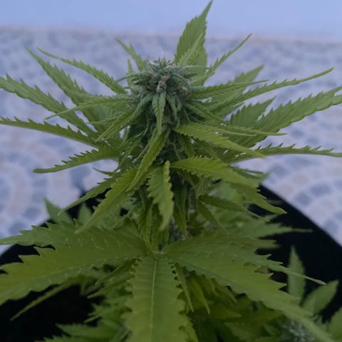Purple queen  growlog timeline photo
