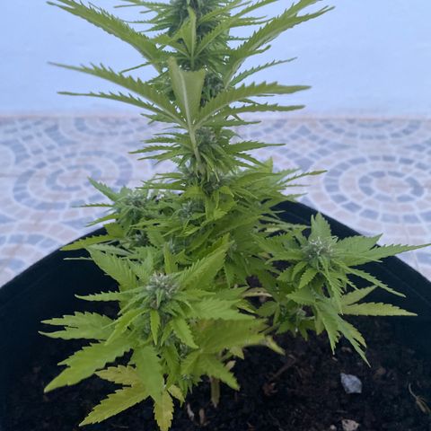 Purple queen  growlog timeline photo