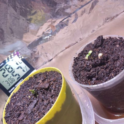Timmy growlog timeline photo