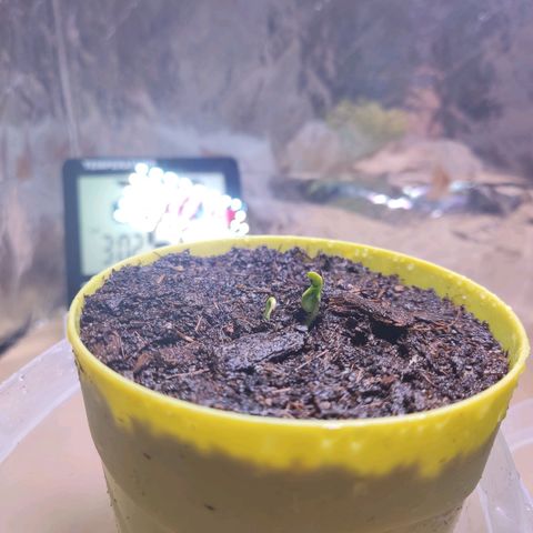 Timmy growlog timeline photo