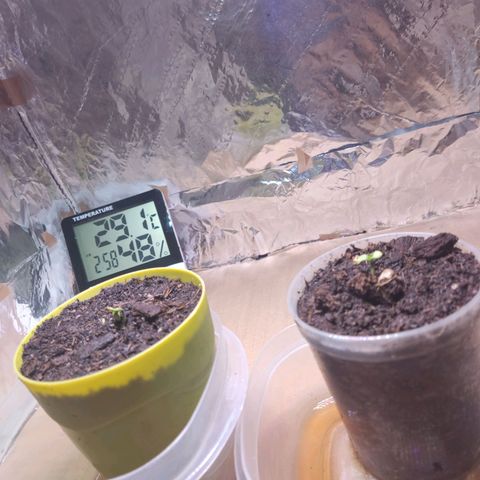 Timmy growlog timeline photo