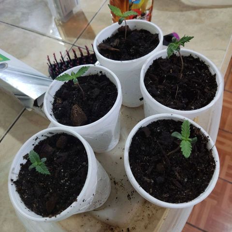 Timmy growlog timeline photo