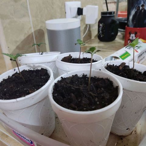 Timmy growlog timeline photo
