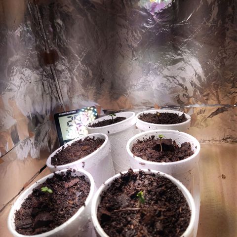 Timmy growlog photo: Transplante 