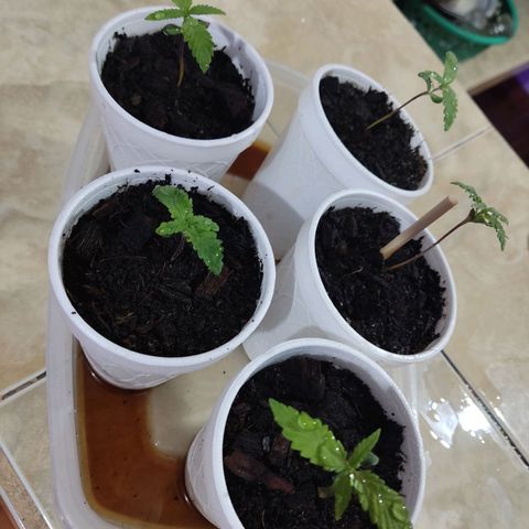 Timmy growlog timeline photo
