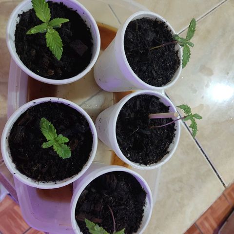 Timmy growlog timeline photo