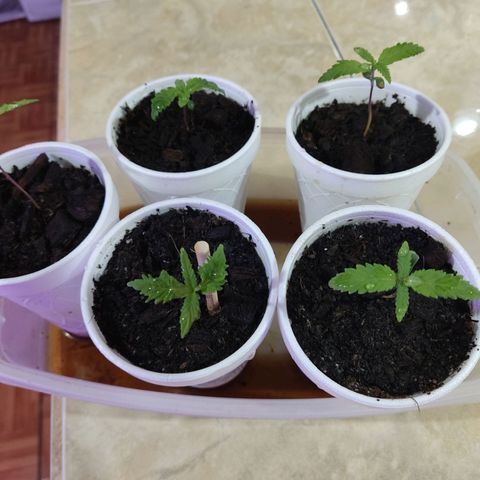 Timmy growlog timeline photo