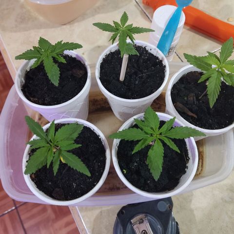 Timmy growlog timeline photo