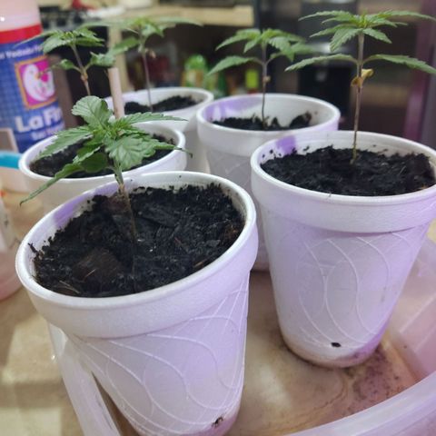Timmy growlog timeline photo