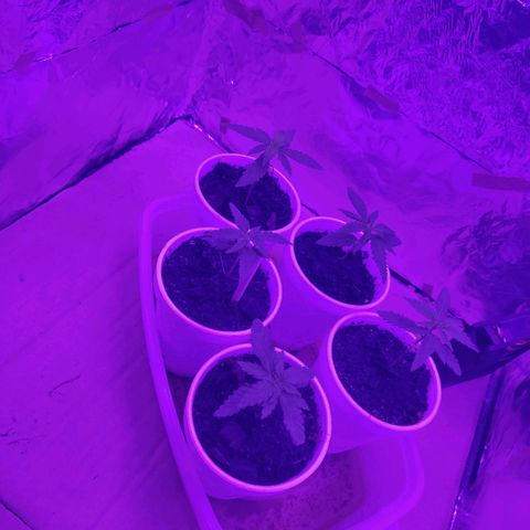 Timmy growlog timeline photo