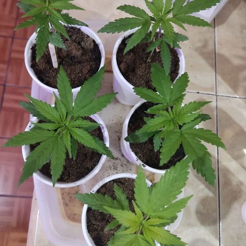Timmy growlog timeline photo
