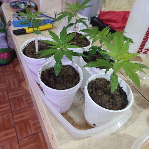 Timmy growlog timeline photo
