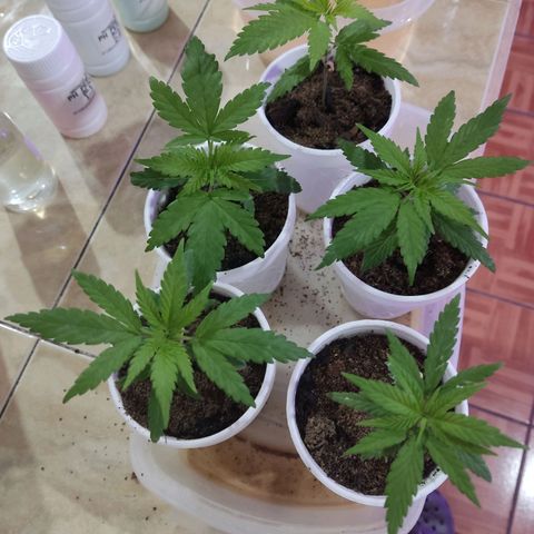 Timmy growlog timeline photo