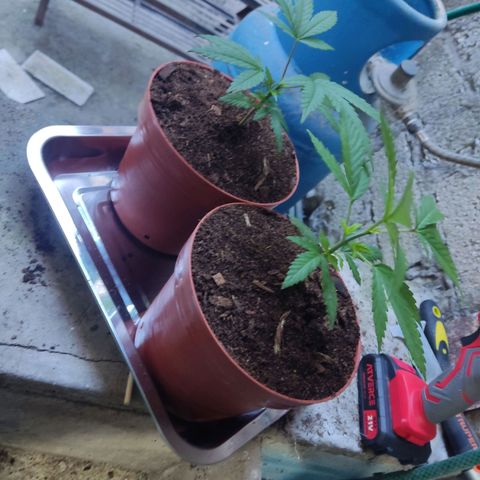 Timmy growlog timeline photo