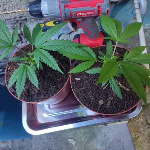 Timmy growlog timeline photo