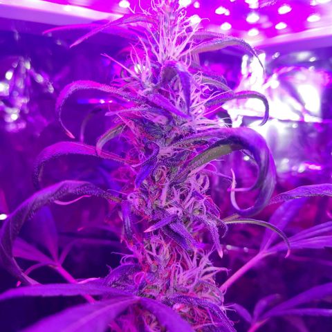 Timmy growlog timeline photo