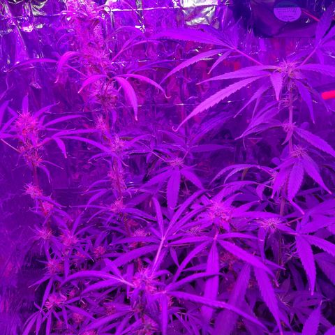 Timmy growlog timeline photo