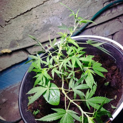 Timmy growlog timeline photo