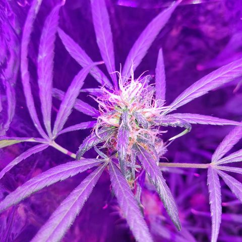 Timmy growlog timeline photo