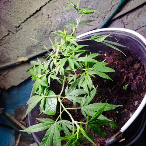 Timmy growlog timeline photo