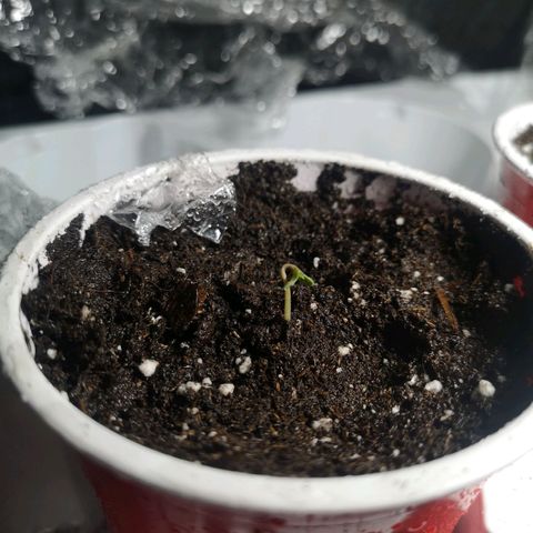 White Thunder growlog timeline photo