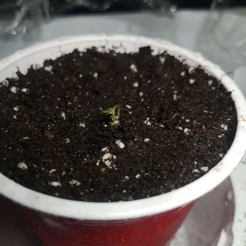 White Thunder growlog photo: #2