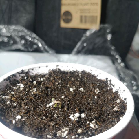 White Thunder growlog photo: #3
