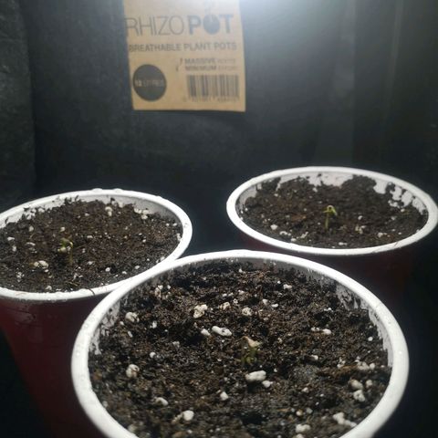 White Thunder growlog photo: Seedlings sprouted day 1