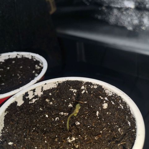 White Thunder growlog timeline photo