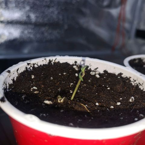 White Thunder growlog timeline photo