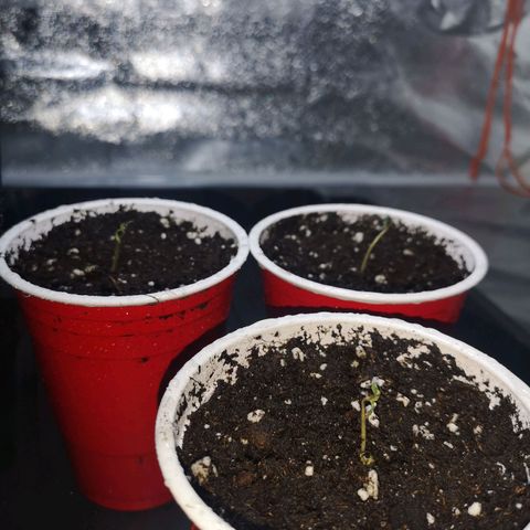 White Thunder growlog timeline photo