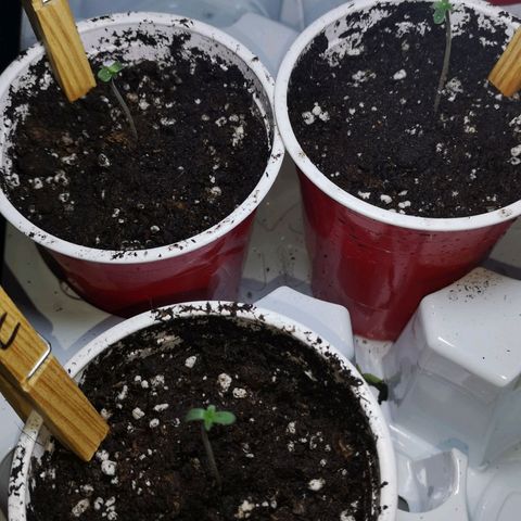 White Thunder growlog timeline photo