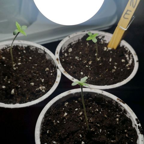 White Thunder growlog timeline photo