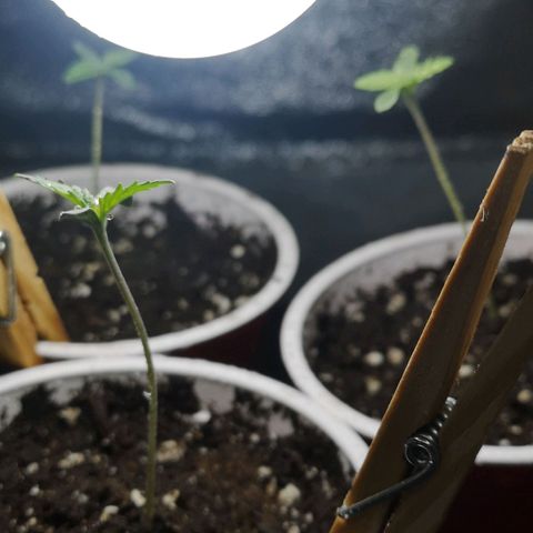 White Thunder growlog timeline photo