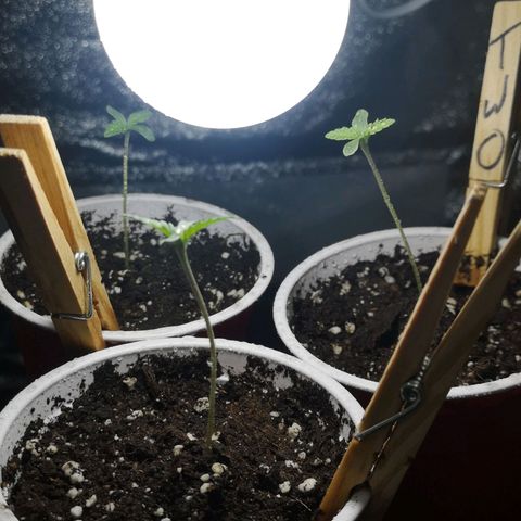 White Thunder growlog timeline photo