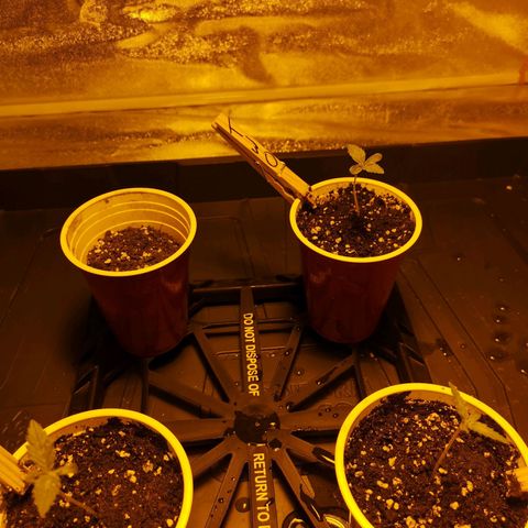 White Thunder growlog timeline photo