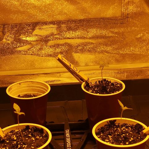 White Thunder growlog timeline photo