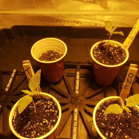 White Thunder growlog timeline photo